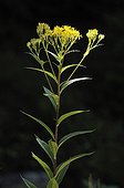 Canada goldenrod in bloom