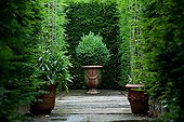 Boxwood in a pot of Anduze before a hedge If France 