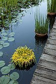 Basin and plants aquatiques Garden of Paradises Tarn