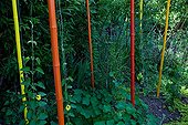 Bamboo Colorful Garden of Paradise Cordes-sur-Ciel France