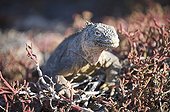 Land Iguana South Plaza Baltra Galapagos 