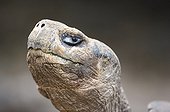 Last Giant Turtle of Pinta island Galapagos