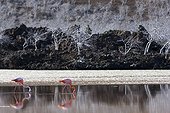 Red Flamingoes filter mud Floreana Galapagos