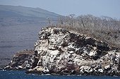 Islets with Palo Santo dry season Isla Isabela Galapagos
