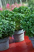 Pots of basil on a red table in the summer in Provence 