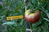 'Noire de Crimée' Tomatoes and labeled timber in a garden