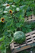 Butternut Squash on a crate in a garden in summer Provence
