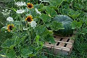 Butternut Squash on a crate in a garden in summer Provence