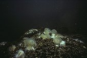 Colony of Anemones feeding dead Jellyfish Palau Island