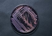 A novel actinomycetes isolated from marine biomass collected ; bacterium known to produce antibiotics isolated from marine biomass collected from oil-rig platform, Lab - LA St. University, Baton Rouge - Louisiana