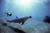 Snorkeler interacting with wild Bottlenose Dolphin Red Sea