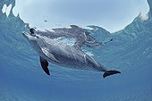 Bottlenose Dolphin and calf playing with Sea Cucumber