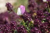Restharrow  flowers Mont Ventoux Provence France