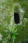 Fern and hole habitat troglotydique Dordogne  ; This window allowed light to enter the underground habitat and was also an observation post.