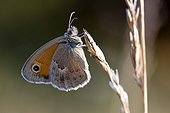 Small Heath on a spike of grass Provence France 