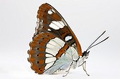 Southern White Admiral on white background
