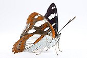 Southern White Admiral on white background