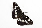 Southern White Admiral on white background