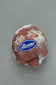Rotten lemon in studio