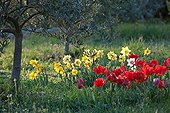 Tulips and narcissus in bloom under an olivetree in a garden
