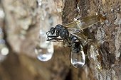 Carpenter ant caught in the resin of spruce France  ; Resin flowing from a hole made by a black woodpecker
