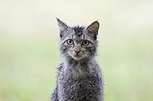 Portrait of a Wild cat in the rain in spring France