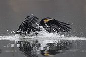 Great Cormorant landing on water Val d'Allier NR France