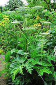 Giant hogweed in bloom in a garden