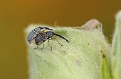 Coupling of Hollyhock Weevils on Hollyhock France 