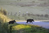 Eurasian Wild Pig crossing a country road at sunrise in june 