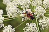Red Assassin Bug on umbel Valley Alzou France