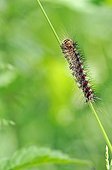 Gypsy moth caterpillar Marsh Chauffour on Veil Limousin
