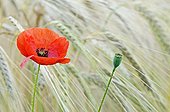 Poppy flower in a field of ripe wheat Midi-Pyrenees France