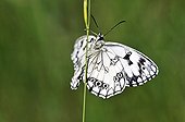 Half mourning Butterfly on a stem of grass Limousin France
