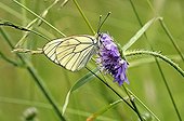 Black -veined White pollinating a flower Scabieusa Limousin