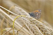 Butterfly Small heath on Wheat ear Midi Pyrenees France