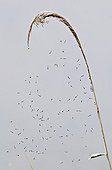 Mosquitoes caught in a spider web The teich Aquitaine France