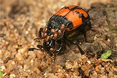 Sexton Beetle infested with ticks in undergrowth France