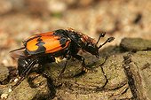 Sexton Beetle infested with ticks in undergrowth France