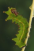 Caterpillar of Indian Moon Moth on walnut leaves 