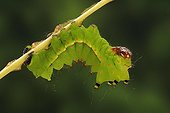 Caterpillar of Indian Moon Moth on walnut leaves 