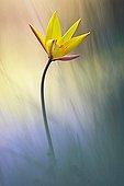 Tulipe méridionale dans une prairie Hérault France ; Veolia Environnement Wildlife Photographer of the Year 2009. In Praise of Plants - Runner-up. Sun-touched tulip. Il s'agit d'une sous-espèce sauvage.