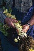 Harvest of celery 'Géant doré amélié' in a kitchen garden
