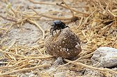 Dung beetle rolling a ball of dung mammals Etosha NP