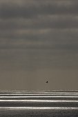 Gannet alone in flight at sunset over the sea ; GDT Competition European Wildlife Photographer of the Year 2009<br>Highly Commended