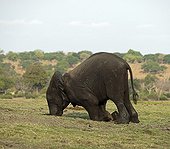 Young African Elephant and trunk in a hole
