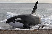 Killer Whale hunting Sea Lions on seashore Patagonia ; The Killer Whale ran aground deliberately to capture young Sea lions at the seawater's edge.
