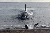 Killer Whale attacks Sea Lions on seashore Patagonia ; The Killer Whale ran aground deliberately to capture young Sea lions at the seawater's edge.
