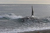 Killer Whale attacks Sea Lions on seashore Patagonia ; The Killer Whale pursues the young Sea Lions in water, forcing them to leave the seawater. Then the Killer Whale deliberately run aground to capture Sea lions slowest on the beach.