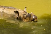 Sumatran Rhinoceros bathing Borneo Malaysia 